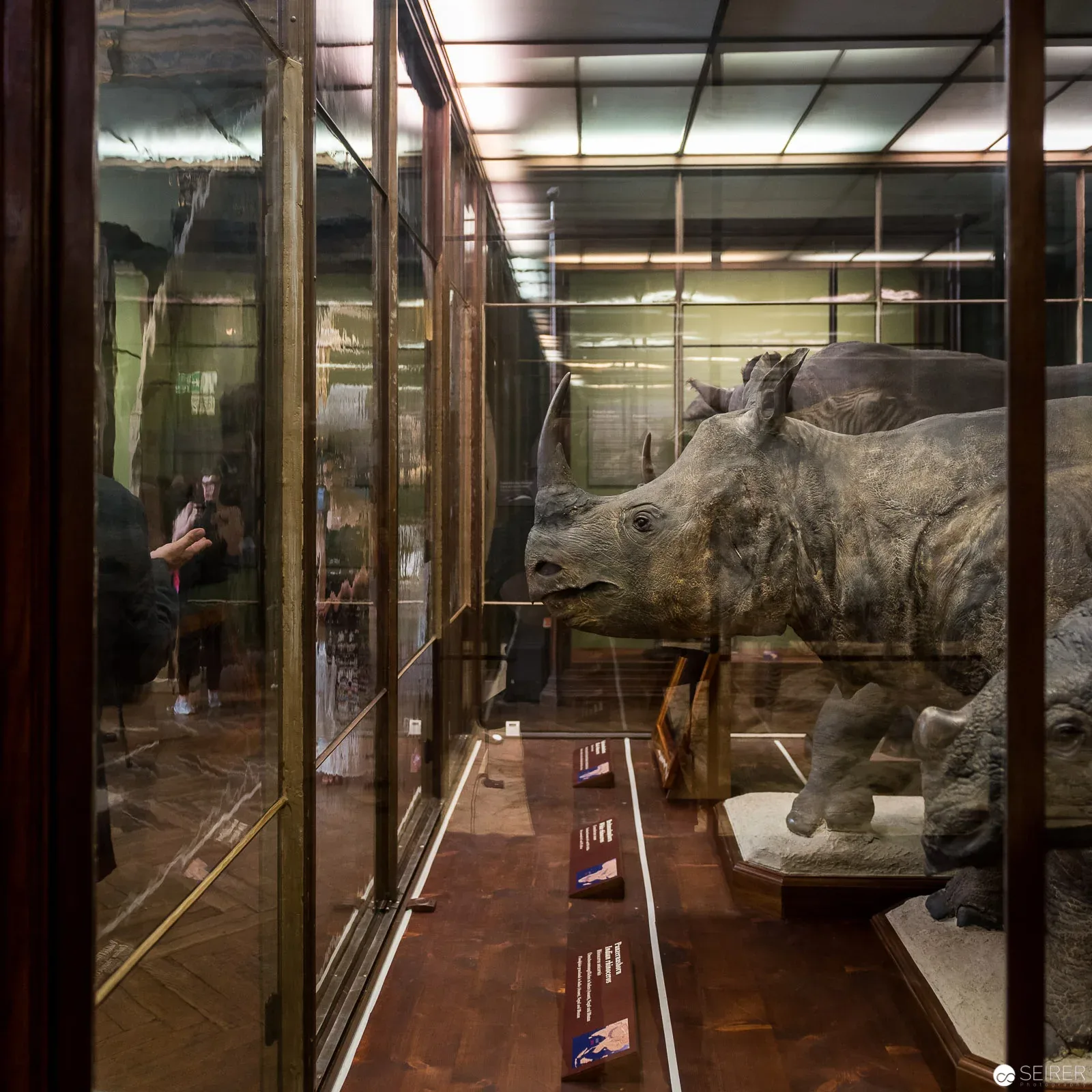 Fotografien von "Natura Morta" im Kontext der Exponate des Naturhistorischen Museums in Wien