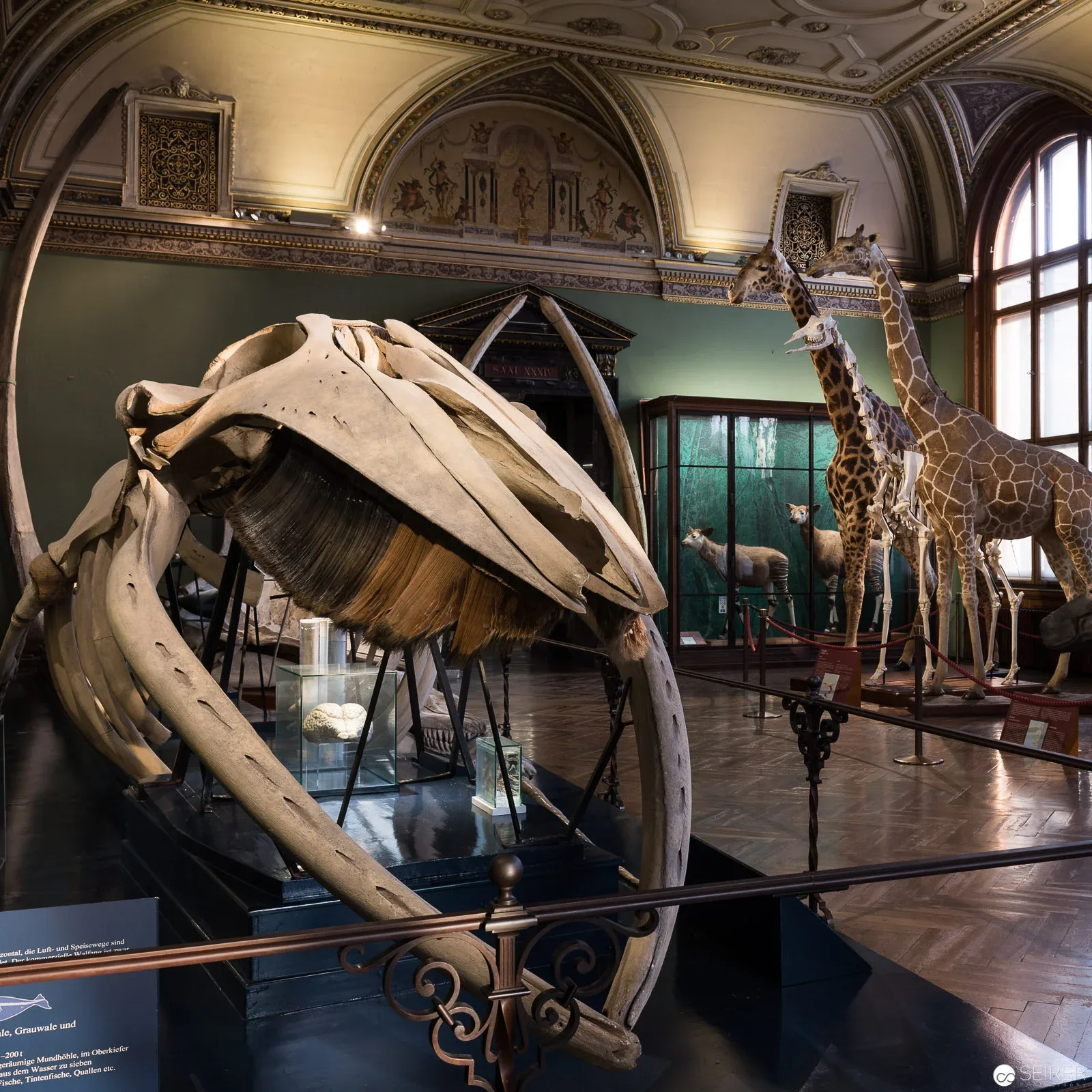 Fotografien von "Natura Morta" im Kontext der Exponate des Naturhistorischen Museums in Wien
