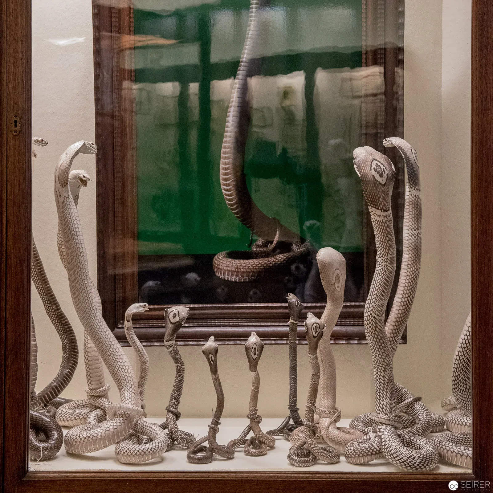 Fotografien von "Natura Morta" im Kontext der Exponate des Naturhistorischen Museums in Wien