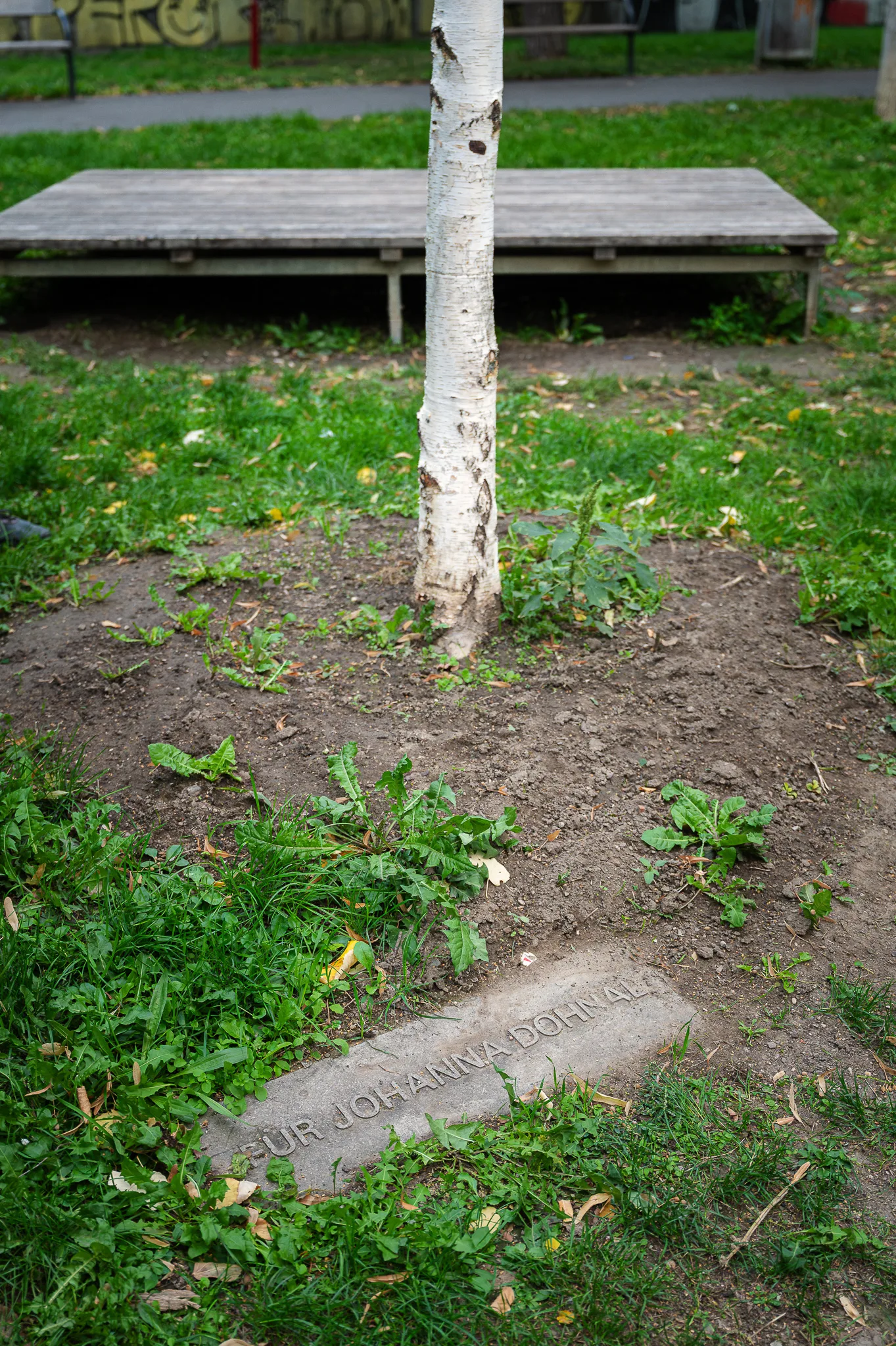 Birch tree planted for Johanna Dohnal with its memorial plaque, Kreisky Park, Vienna, 2026